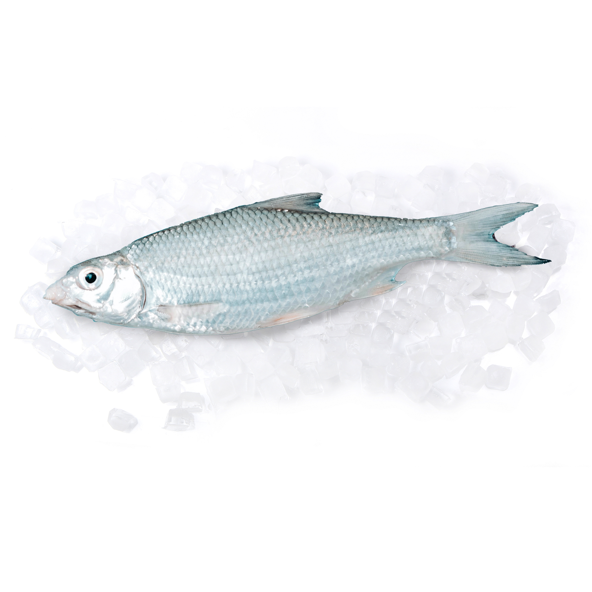 ST_Frozen_Fish